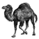Perl Perl